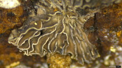 Resupinatus applicatus