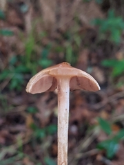 Agrocybe pediades