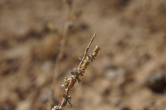 Atriplex suberecta