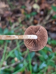 Agrocybe pediades