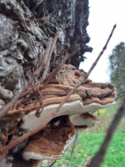 Ganoderma adspersum