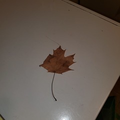 Acer platanoides