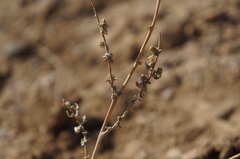 Atriplex suberecta