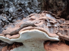 Ganoderma adspersum