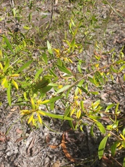 Persoonia sericea