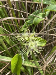 Passiflora auriculata