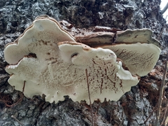 Ganoderma adspersum