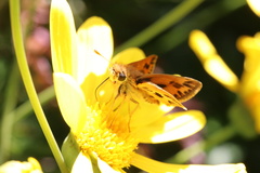 Hylephila fasciolata