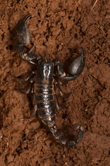 Deccanometrus