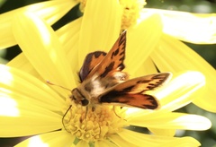 Hylephila fasciolata