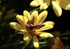 Hylephila fasciolata