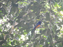 Trogon caligatus