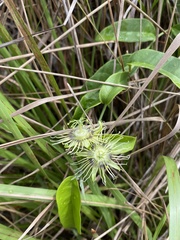 Passiflora auriculata