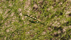 Insara covilleae