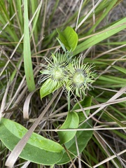 Passiflora auriculata