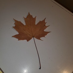 Acer platanoides