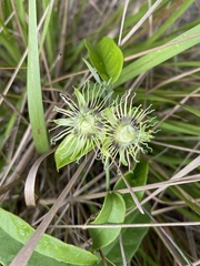Passiflora auriculata
