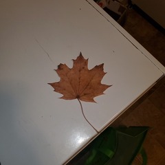 Acer platanoides