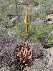 Aloe microstigma microstigma