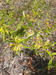 Persoonia sericea