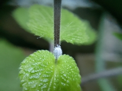 Cryptolaemus montrouzieri