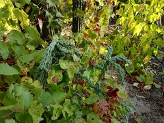 Cylindropuntia cholla