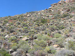 Aloe microstigma microstigma