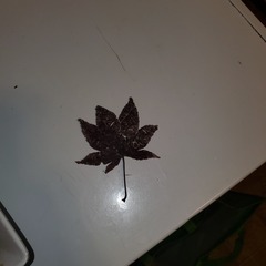 Acer palmatum
