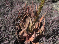 Aloe microstigma microstigma