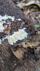 Basidiomycota