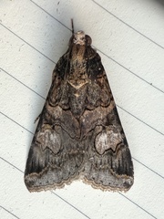 Melipotis famelica