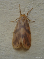 Miltochrista rubricosa