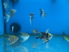 Pterophyllum scalare