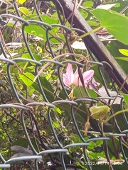 Passiflora tarminiana
