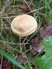 Fungi