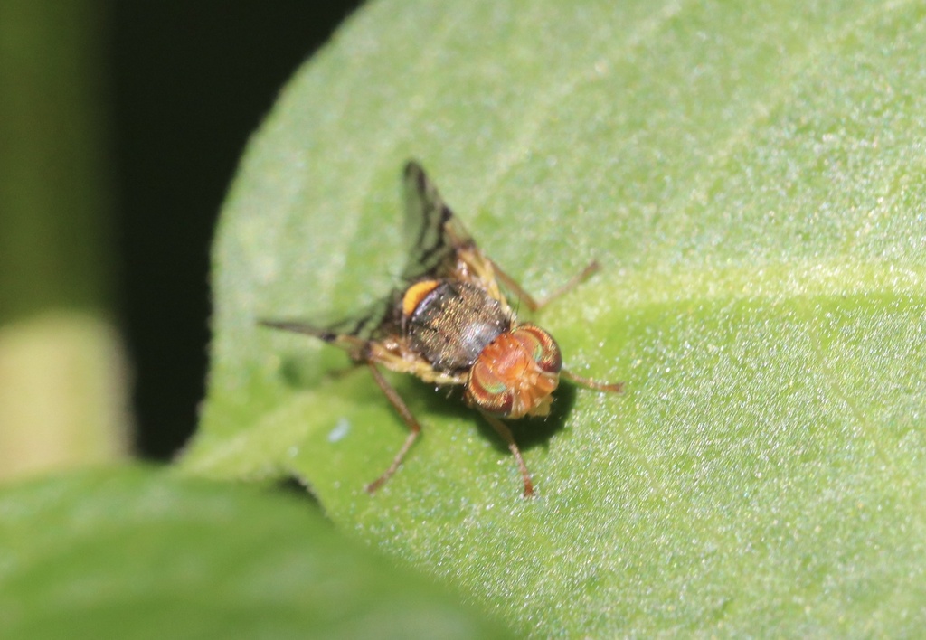 Rhagoletis nova