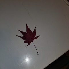 Acer palmatum