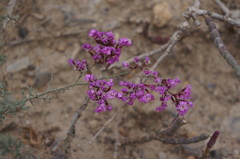 Limonium asparagoides image