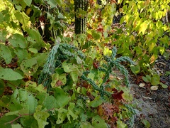 Cylindropuntia cholla