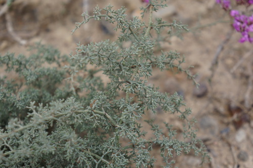 Limonium asparagoides image