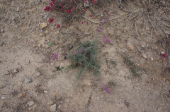 Limonium asparagoides image