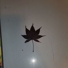 Acer palmatum