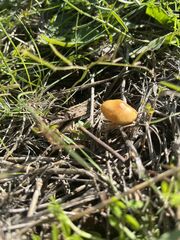 Agrocybe pediades