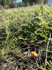 Agrocybe pediades