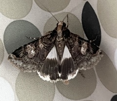 Melipotis famelica