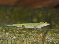 Phelsuma sundbergi longinsulae