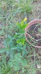 Blepharocalyx salicifolius