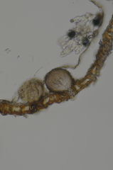 Dothideomycetes