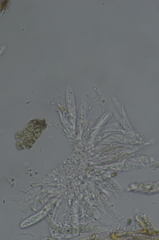 Dothideomycetes