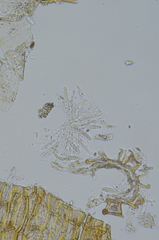 Dothideomycetes